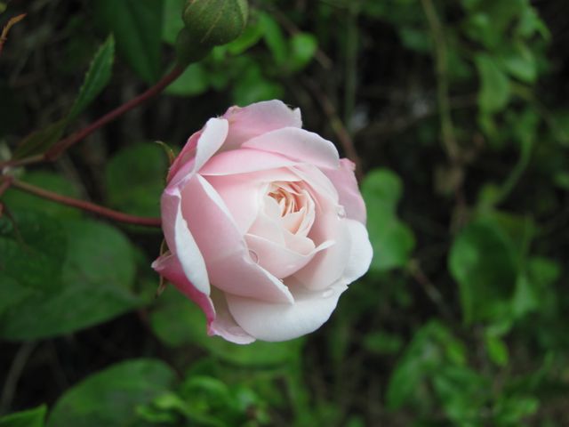 perfect baby rose